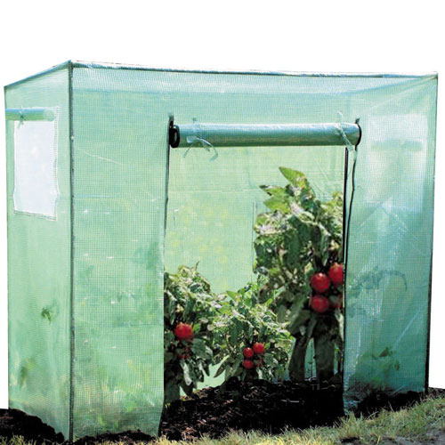 Serre a tomate

