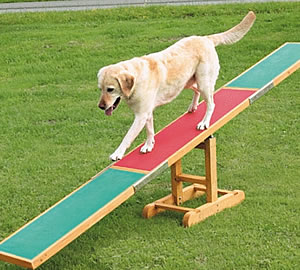 Bouledogue anglais balancoire
