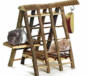 Balancoire hamster
