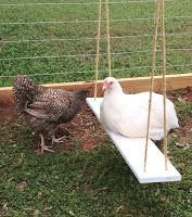 Balancoire poule
