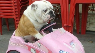 Bouledogue anglais balancoire
