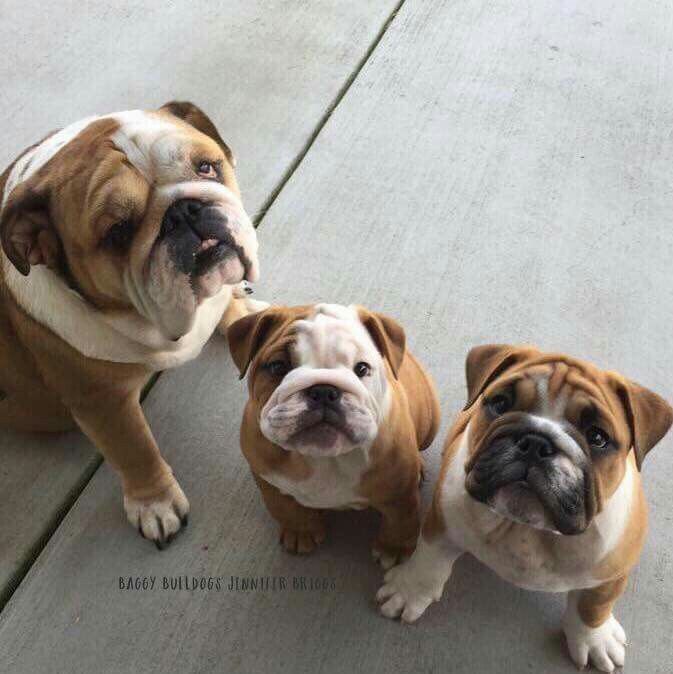 Bulldog anglais balancoire
