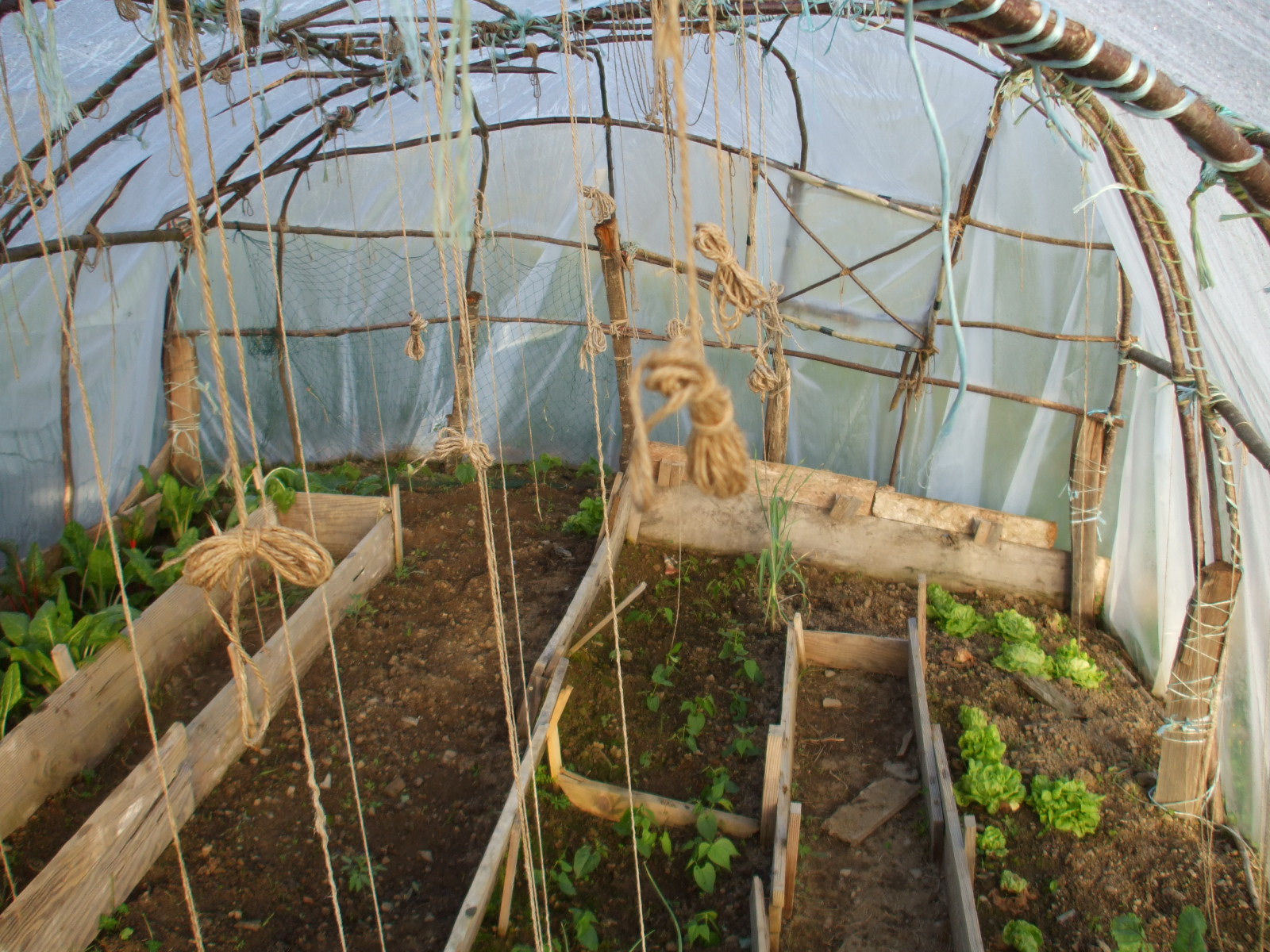 Serre greenhouse
