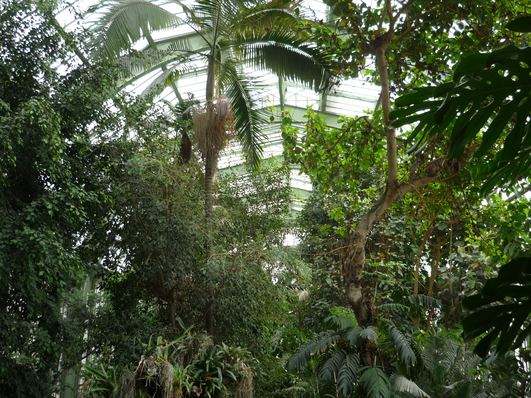 Serre jardin des plantes
