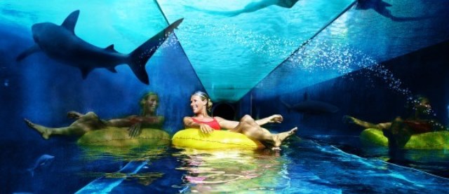 Toboggan requin dubai
