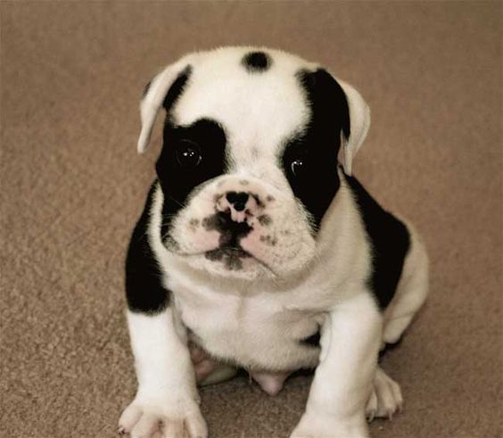 Bulldog anglais balancoire

