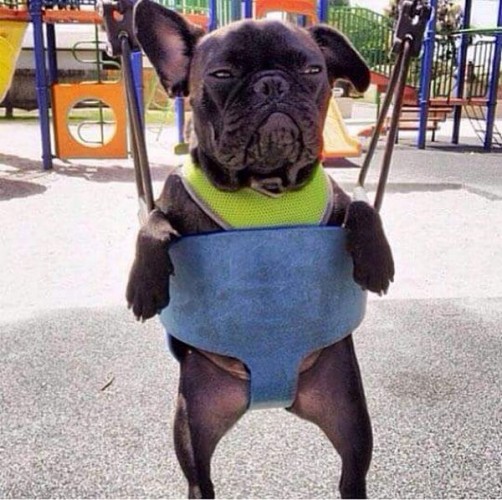 Bouledogue anglais balancoire
