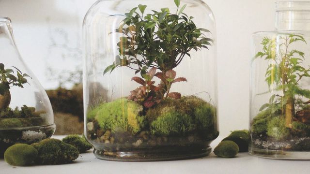 Serre de jardin miniature
