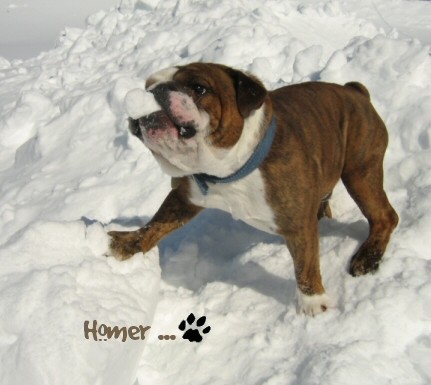 Bulldog anglais balancoire

