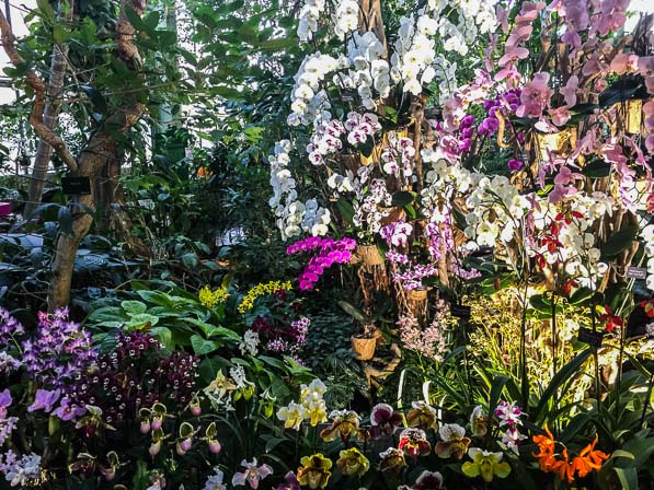 Serre de jardin orchidée
