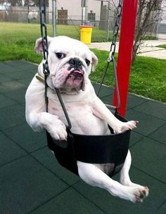 Bulldog anglais balancoire

