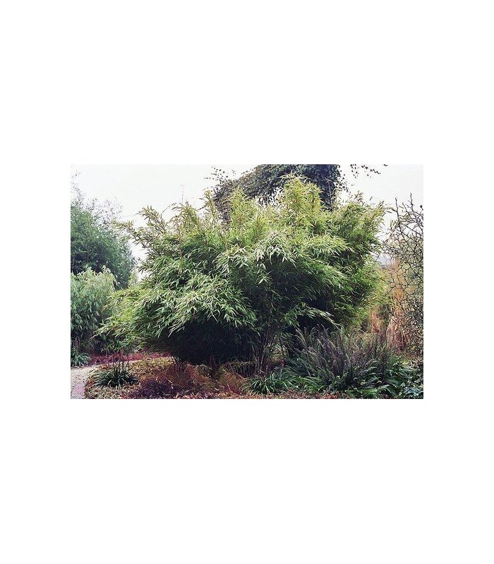 Balançoire jeux jardin
