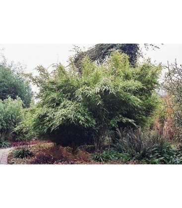 Balancoire jumbo
