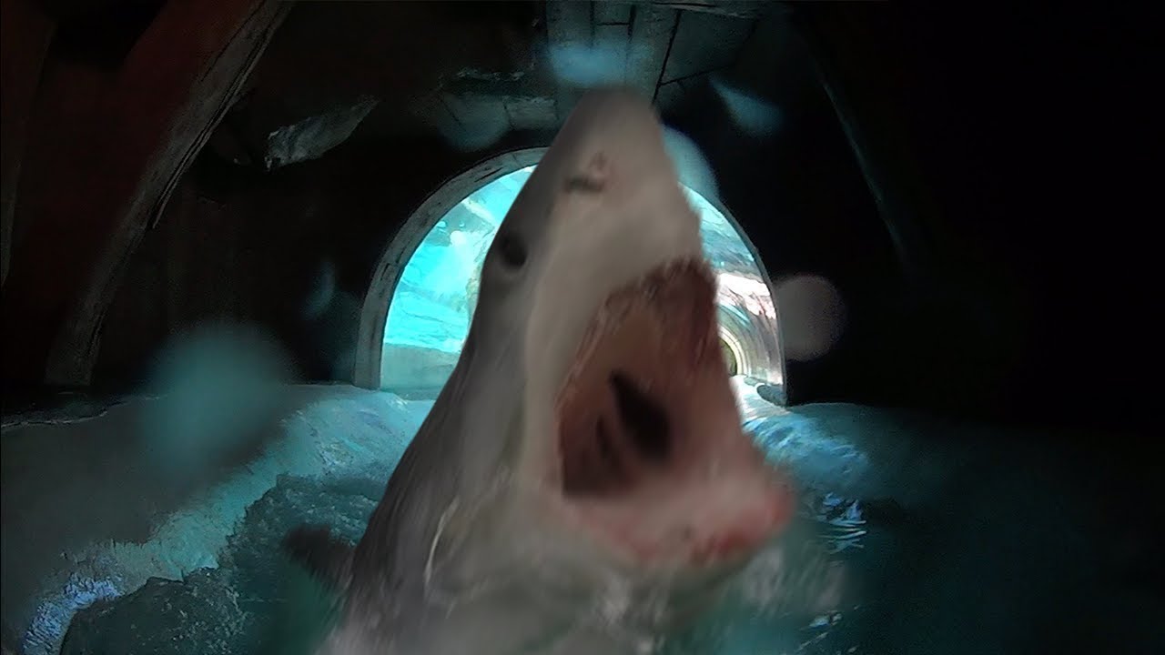 Toboggan requin
