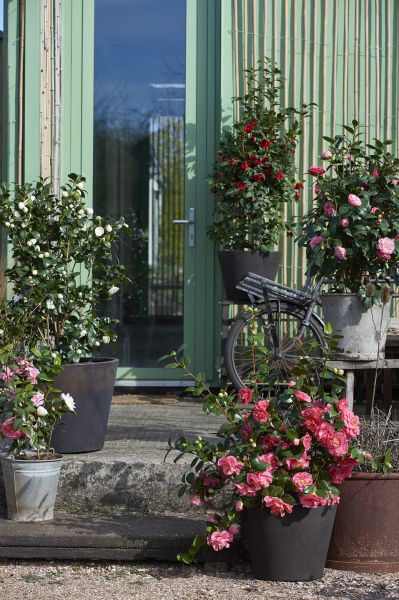 Serre de jardin famiflora
