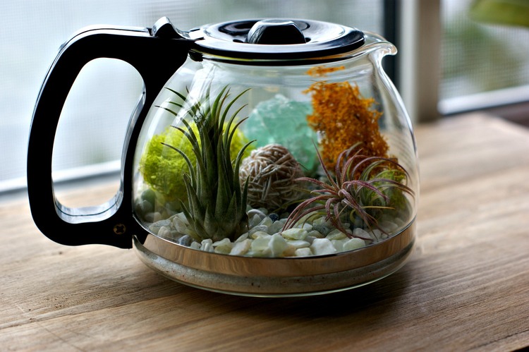 Mini jardin verre
