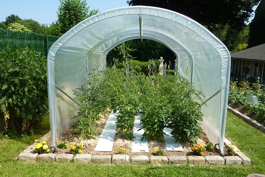 Tunnel a tomate pas cher
