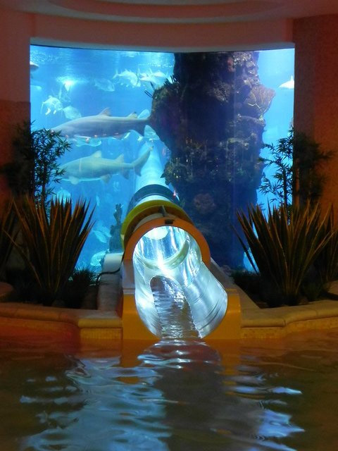 Toboggan requin las vegas

