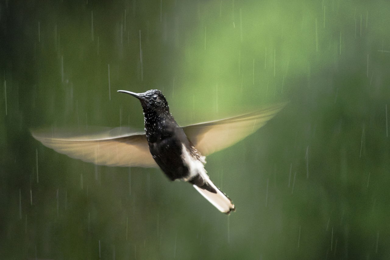 veranda blend hummingbird