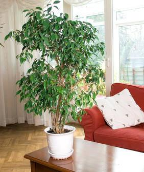 ficus veranda non chauffÃ©e