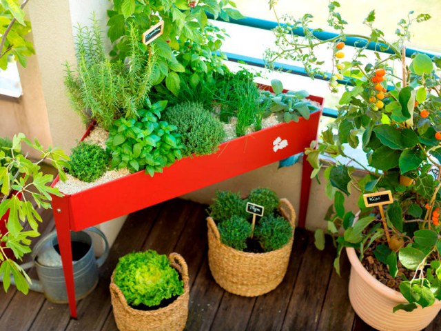 cultiver des tomates dans une veranda