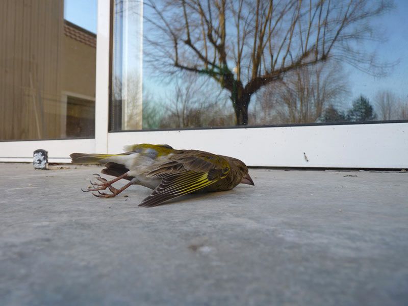 protection oiseaux veranda