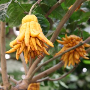 plante fleurie veranda