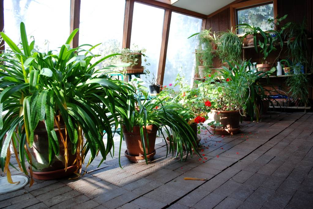 plante de veranda