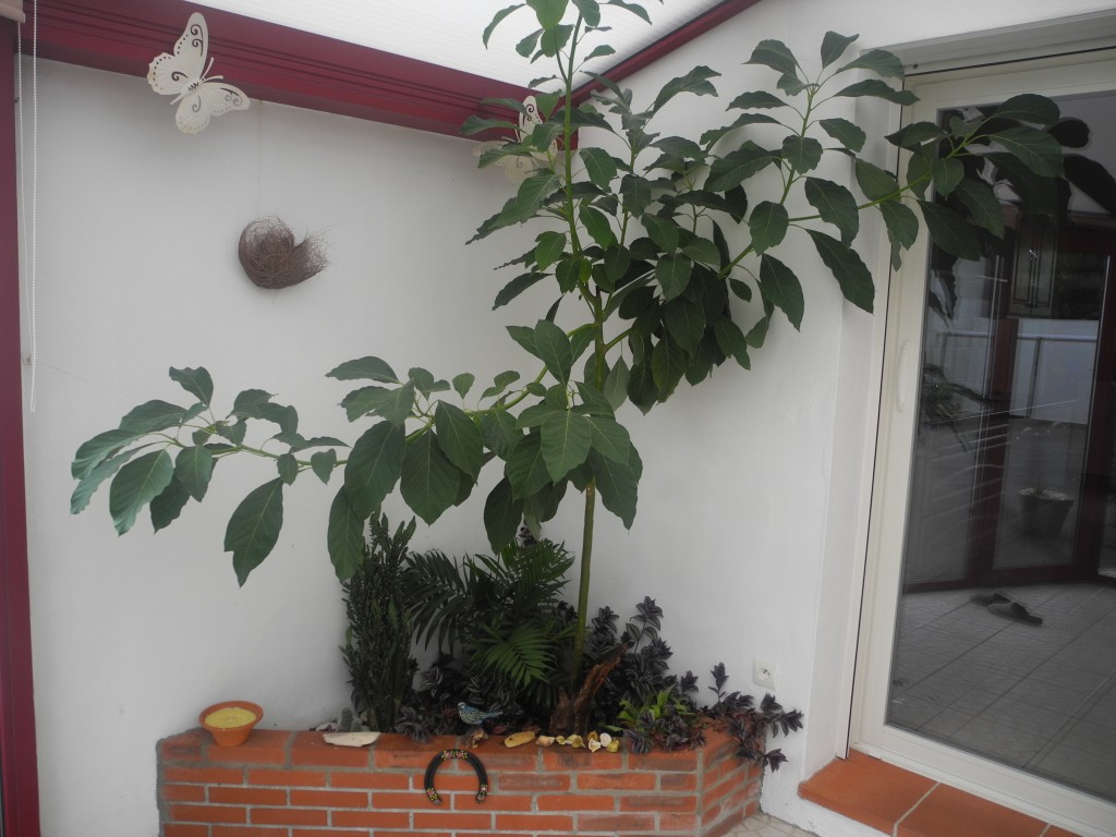 ficus veranda non chauffÃ©e