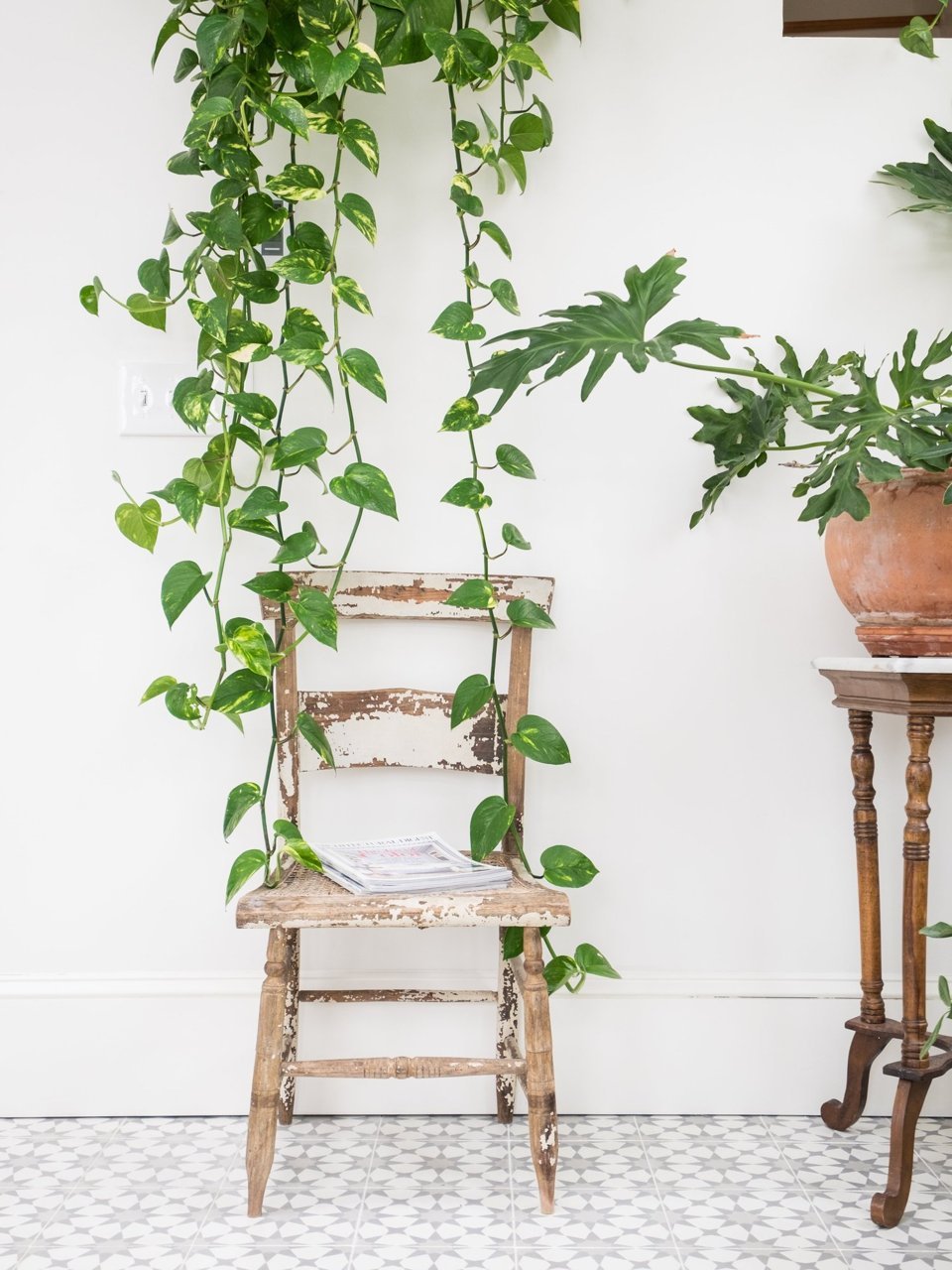 plante verte de veranda