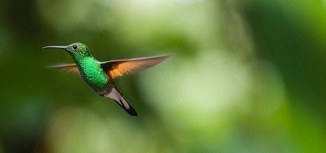 veranda blend hummingbird