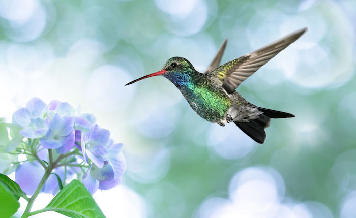 veranda blend hummingbird