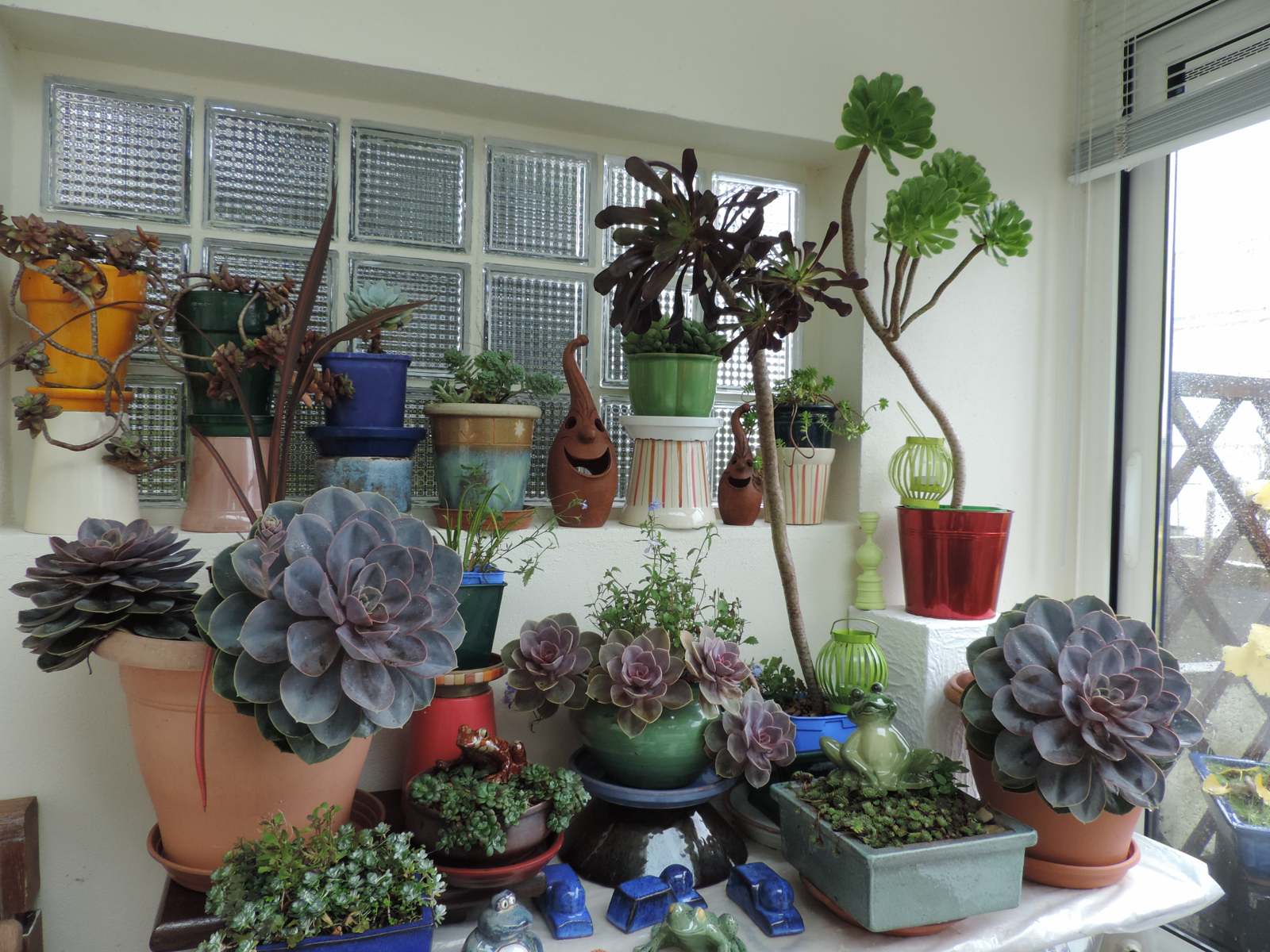 plante veranda non chauffee