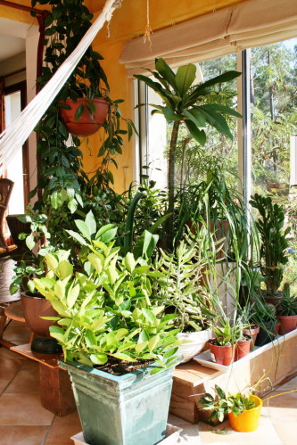 plante verte de veranda