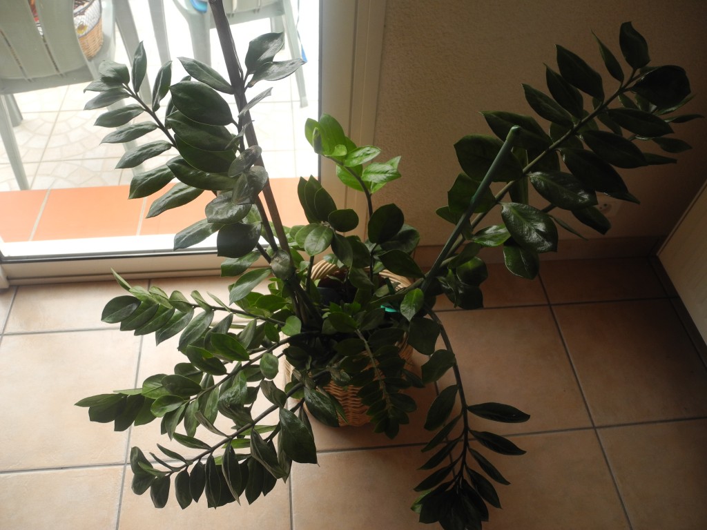 plante fleurie pour veranda