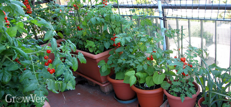 veranda gardening