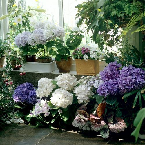veranda non chauffÃ©e
