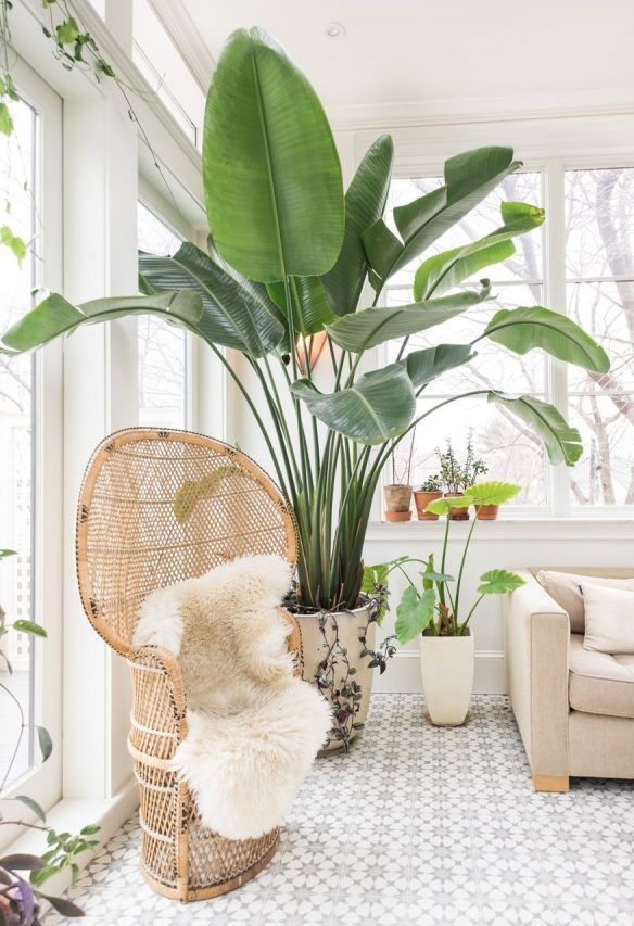 plante de veranda