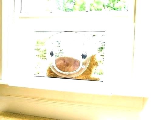 diy cat veranda
