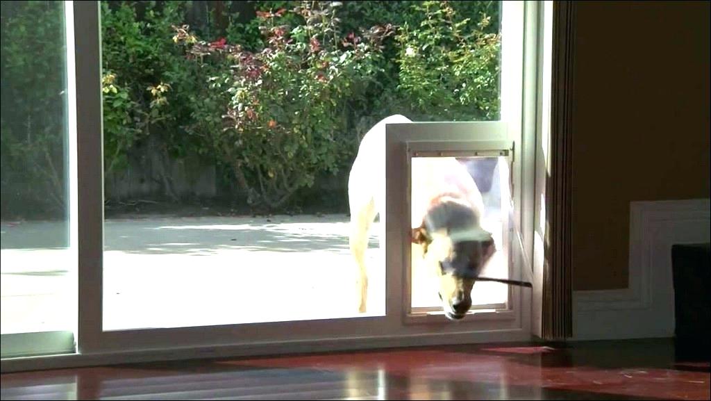 diy cat veranda