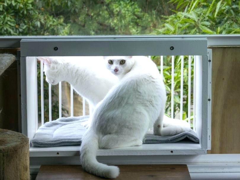 diy cat veranda