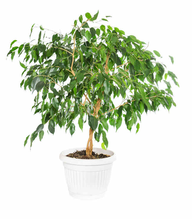 ficus veranda non chauffÃ©e