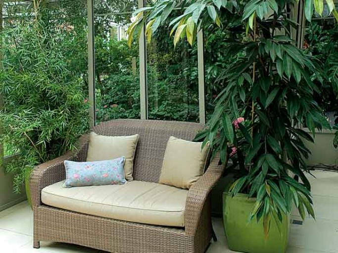 plante de veranda