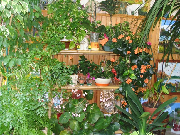 plante veranda non chauffee