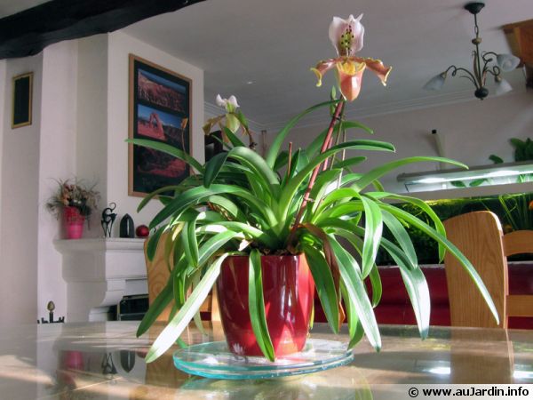 plante veranda nord