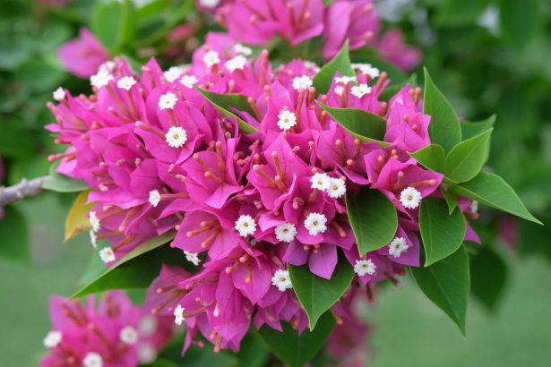 plante fleurie veranda
