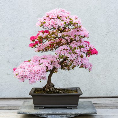 plante fleurie veranda