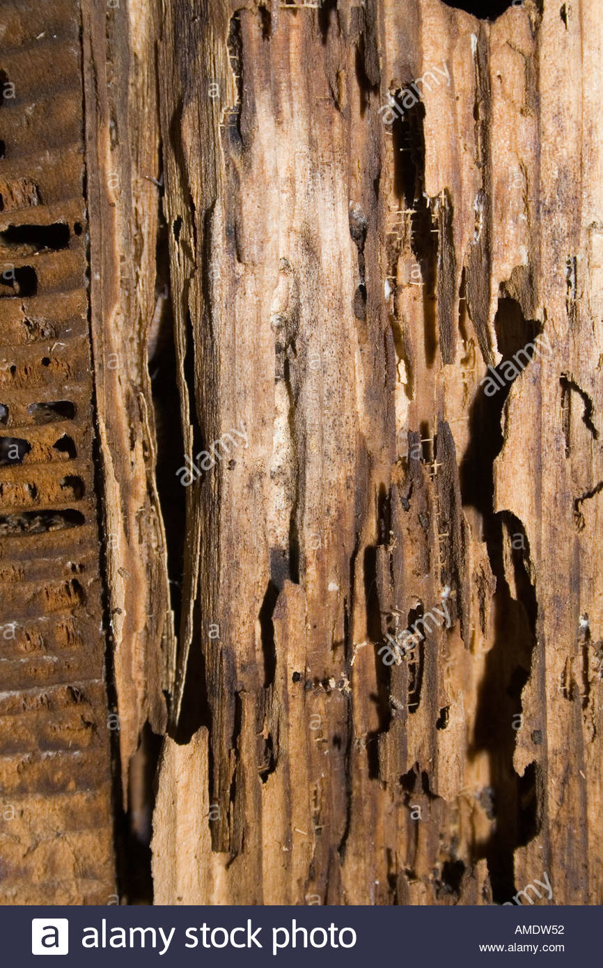 veranda bois pourri