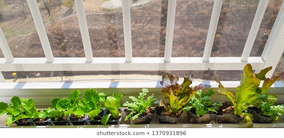 veranda garden images