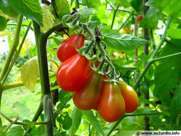 cultiver des tomates dans une veranda